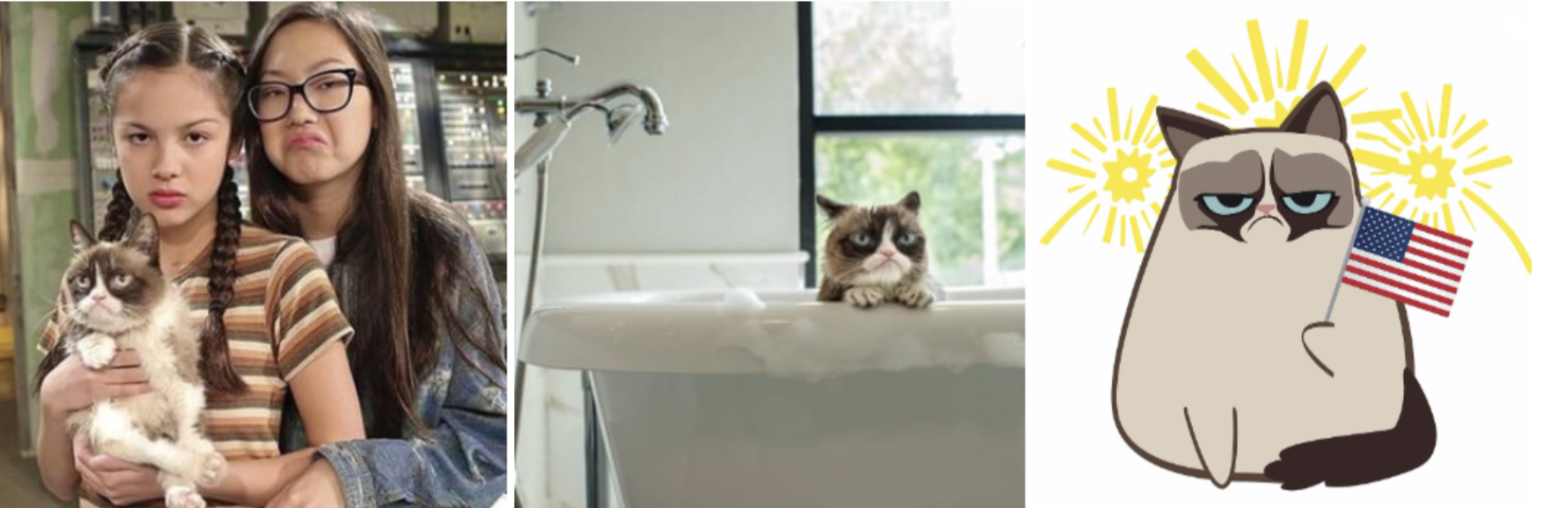 pet affiliate programs social media strategies grumpy cat instagram